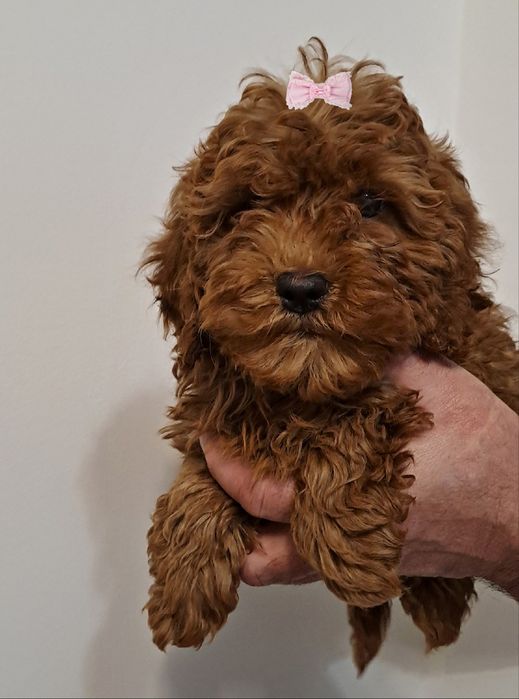 Śliczna Suczka Cockapoo F1B