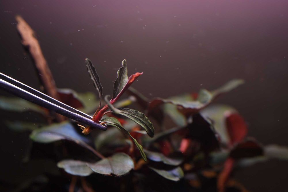 Буцефаландра Bucephalandra sp. Phantom Red
