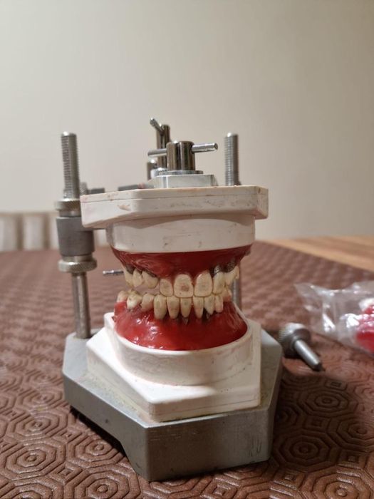 Tipodonto de ortodontia