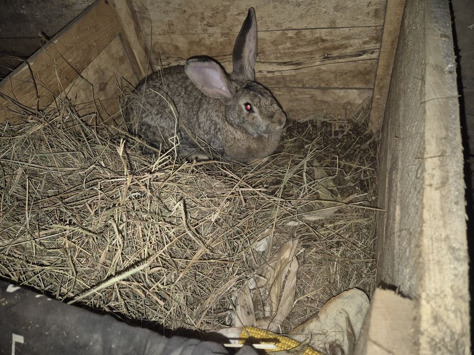 Продам кролицу, живой