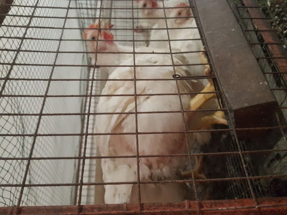 Бройлер добовий (є гурт)