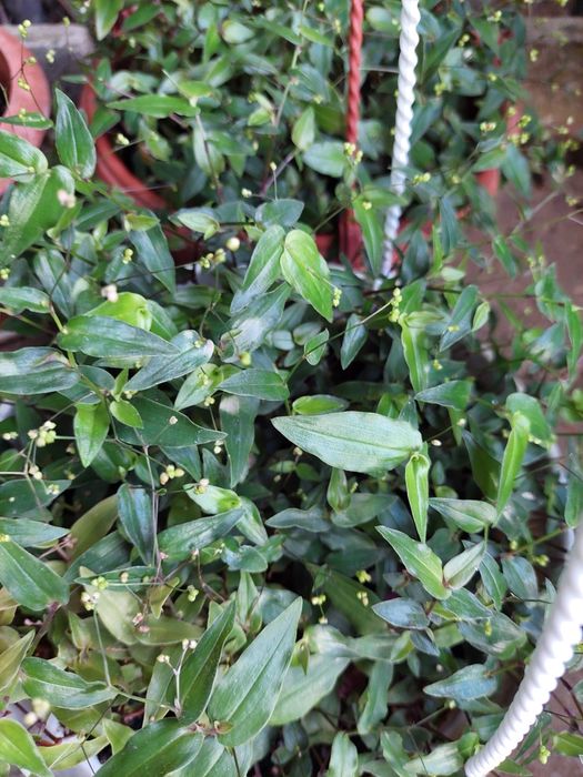 Аглонеомы, калатеи, алоказия, традесканции