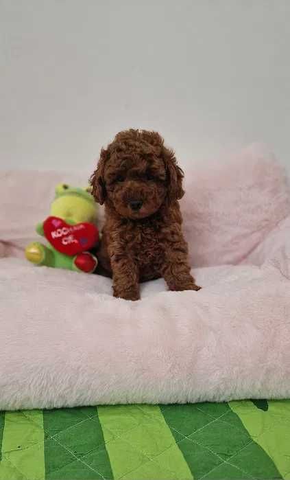 Poodle disponível