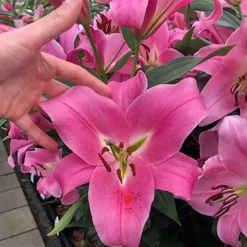 Лілії різних сортів та кольорів