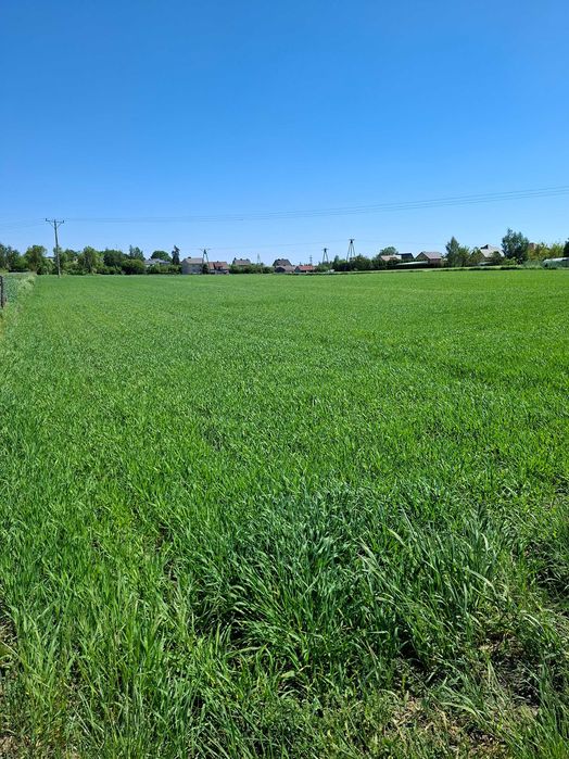 Działka 1,51 ha z warunkami zabudowy - Widok 2