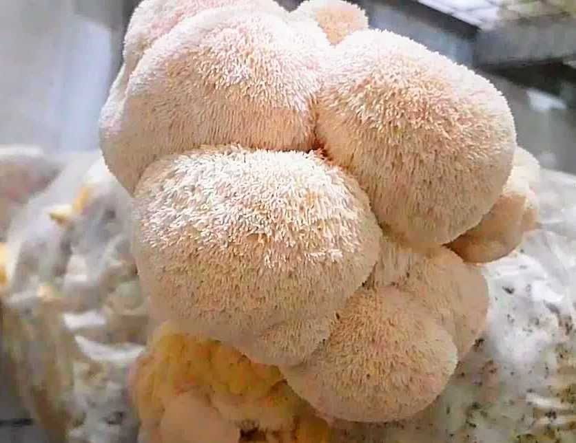 Ежовик гребенчатий. Геріций ( власне виробництво) 100грам -400грн