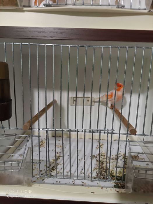 kanarki Zory biale,czerwone i czerwone mozaiki,