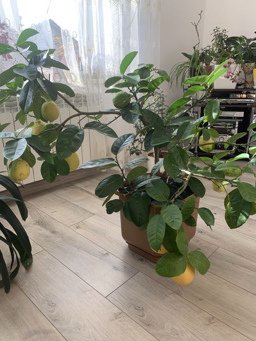 Лимон кімнатний
