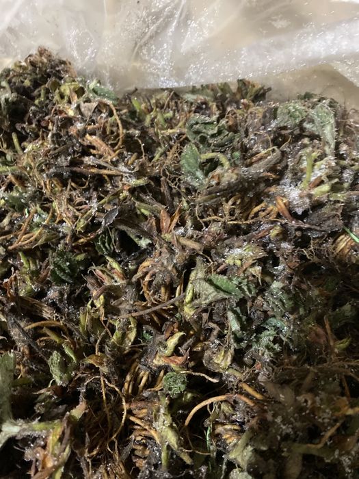 Саджанці полуниці фріго клубника фриго саженцы клубники розсада полуни