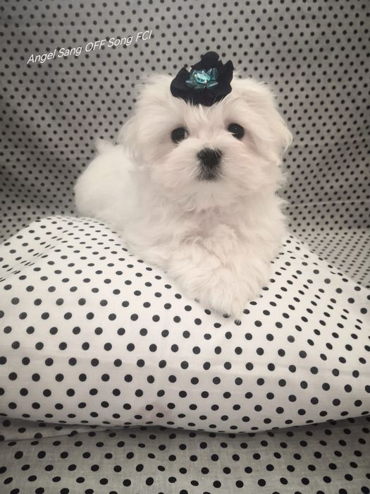 Maltańczyk szczeniaczek Michel Fci