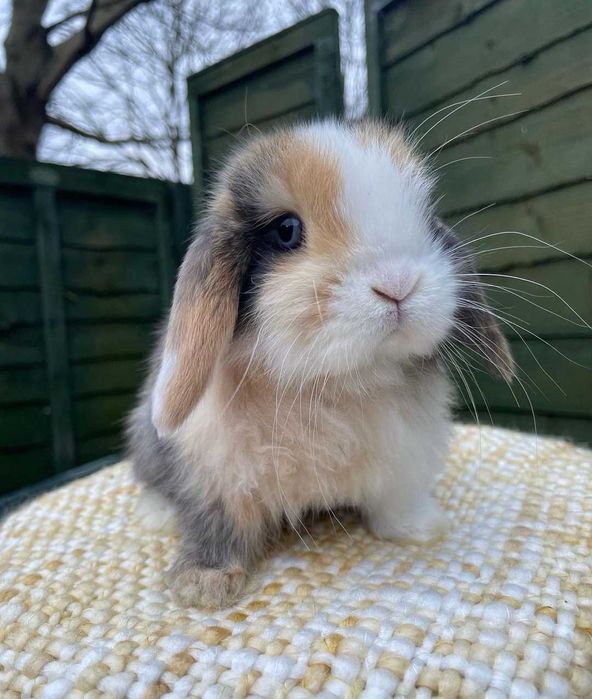 KIT Coelhos anões mini loop, orelhudos lindíssimos e muito dóceis