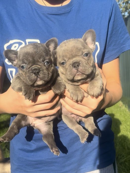 french bulldog хлопчики та дівчинка