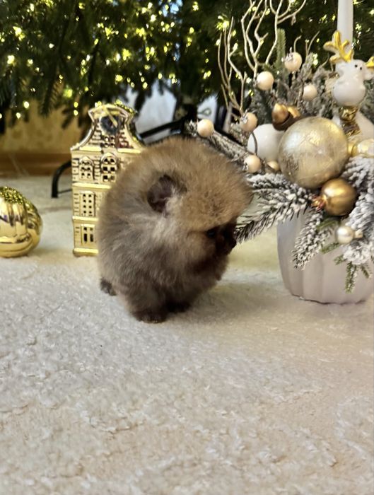 Супер-МІНІ хлопчик