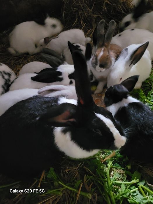 Sprzedam króliki różnej wielkości