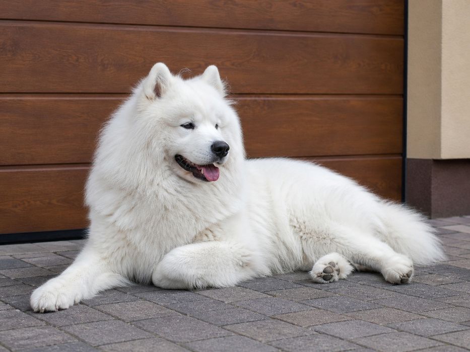 Samoyed szczeniak