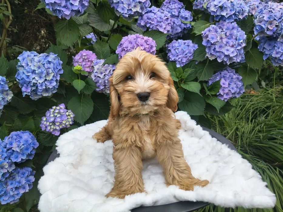 Cavapoo f1 piesek