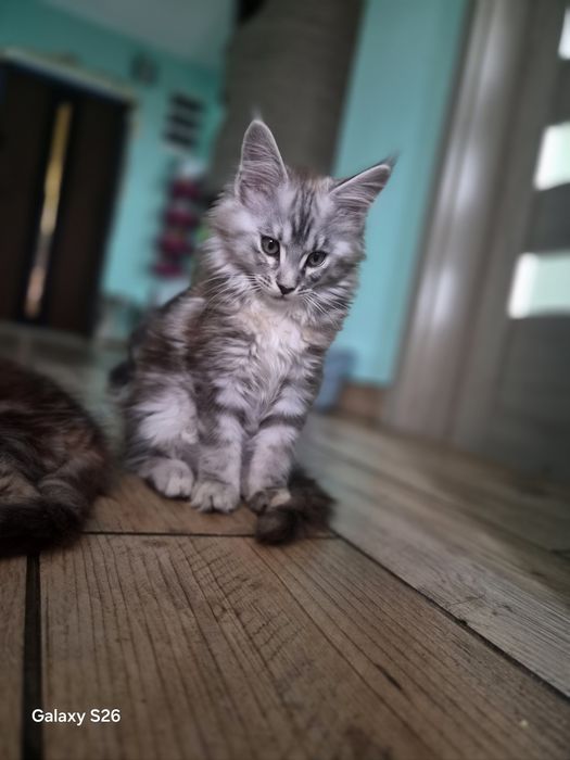 Kotka Maine Coon