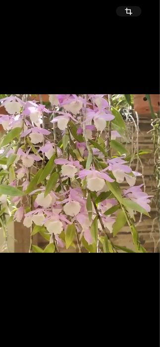 Dendrobium loddigesii*den.aphyllum