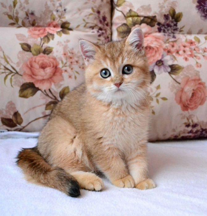 Эффектный британец!