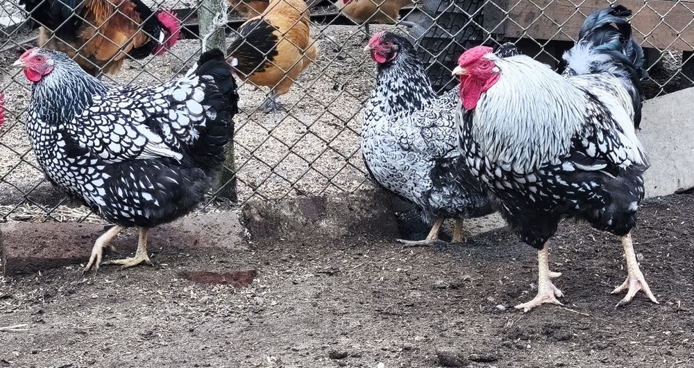 Sprzedam jaja lęgowe