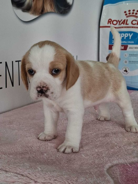 Beagle Bicolor bebé Com LOP