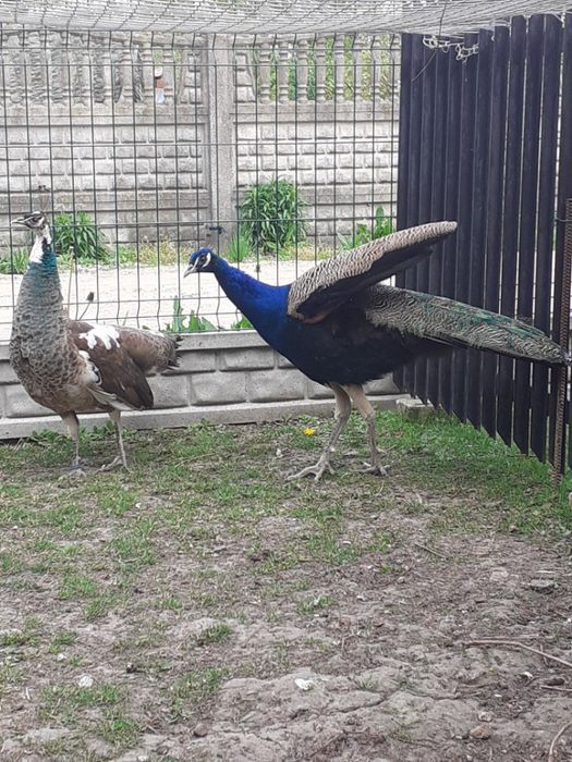 Pawie niebieskie para 1200 zł