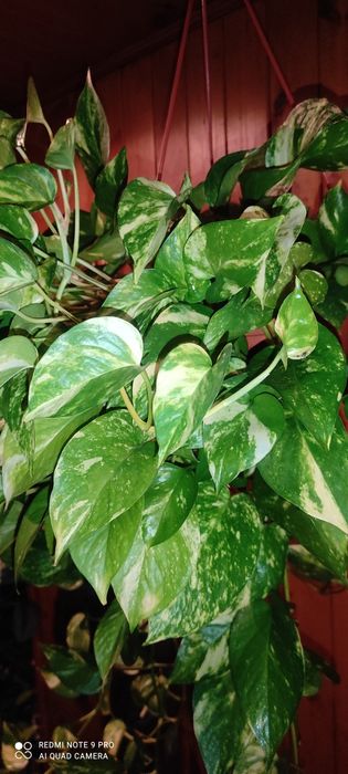 Сциндапсус золотистий епіпремнум