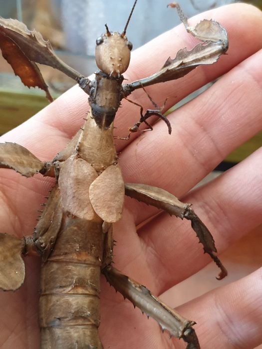 Австралійський палочник Extatosoma tiaratum