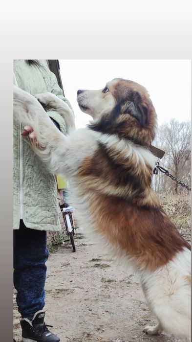 Отдам пса, возраст 5 лет, сидит на цепи сам