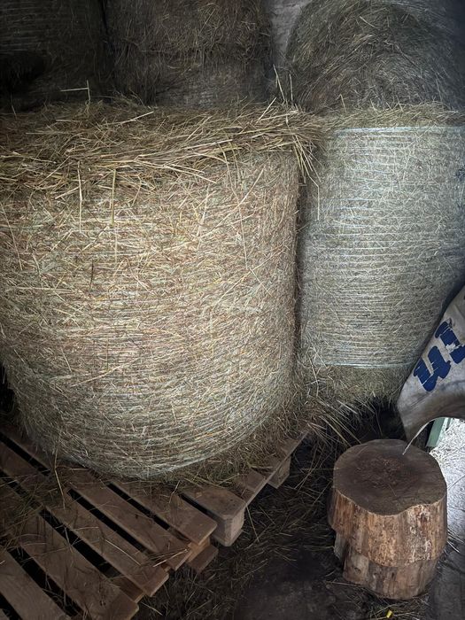 Siano w belach120/120