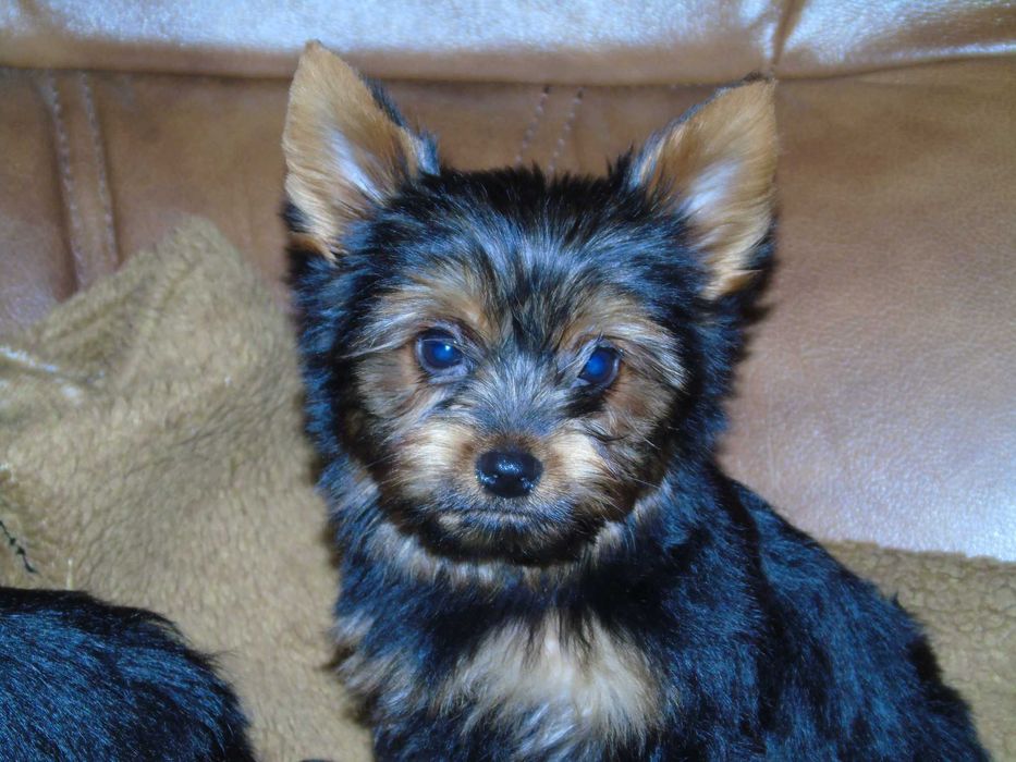 Yorkshire Terrier chłopczyk
