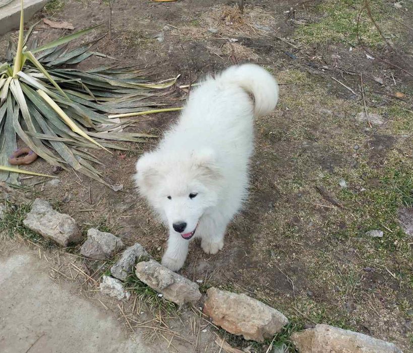 Самоїд, хлопчик, 5 міс