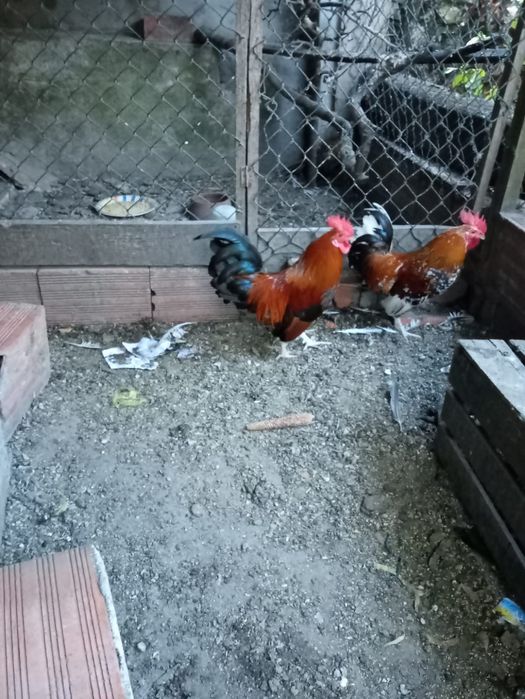 Galinha pato real