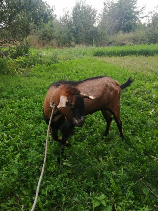 Krycie kozłem anglonubijskim