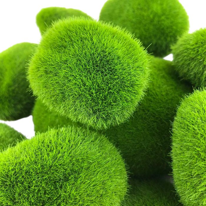 Kamień pokryty mchem – Moss Stone 4-9cm 1szt