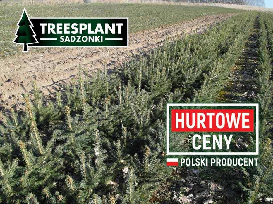 Toruń Świerk Srebrny 2/2 30cm Szkółka sadzonki pospolity jodła kaukask