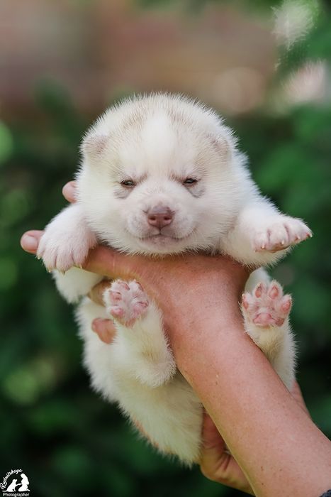 Щенки хаски с документами