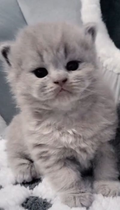 Macho British Longhair lilac