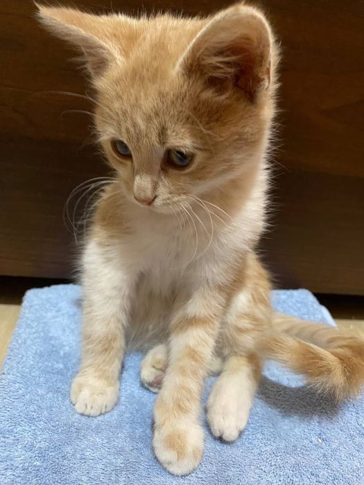 Отдам в хорошие руки