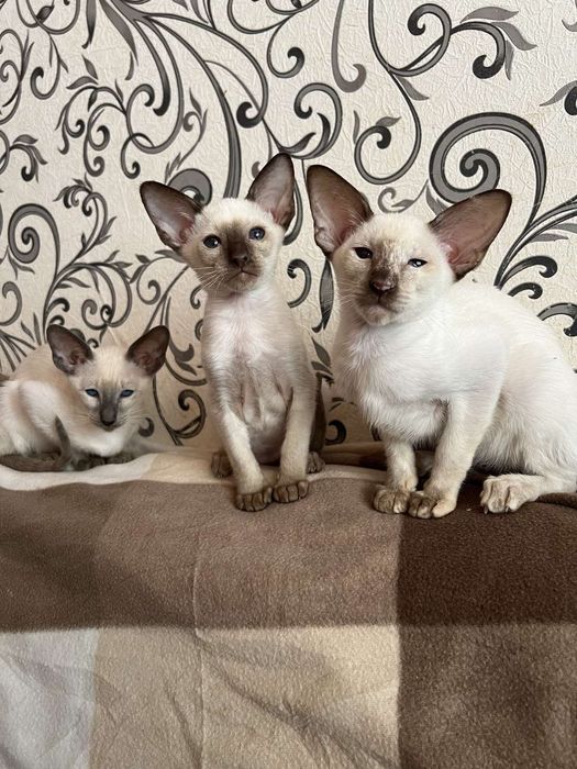 Орієнтальні кошенята.