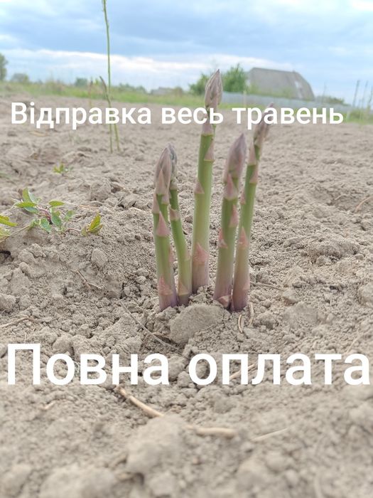 Спаржа аспарагус саджанці