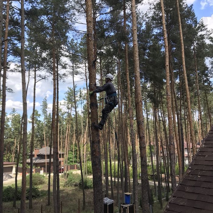 Валка деревьев, уборка территории, чистка и срез сосен