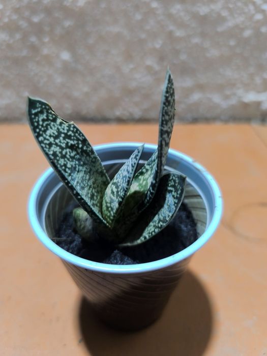 Promoção suculentas 2 por 1 euro