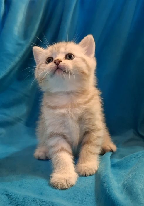 Игривые котята короткошёрстные