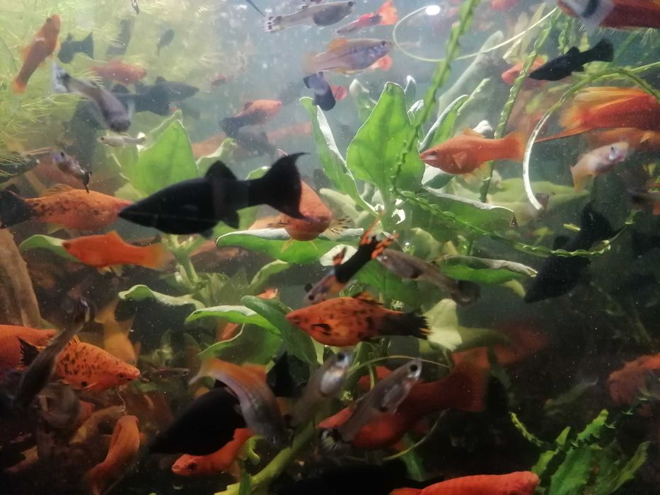 Rybki akwariowe mieczyki i molinezje