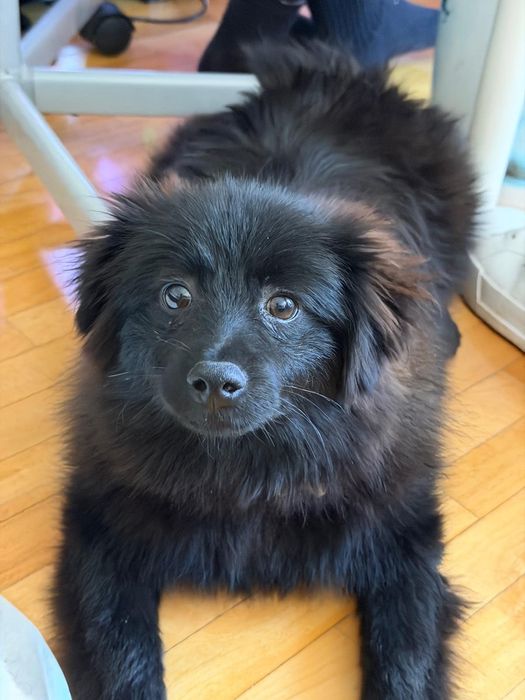 Spitz de 9 Meses para Adoção Vacinado, com Chip e Acessórios