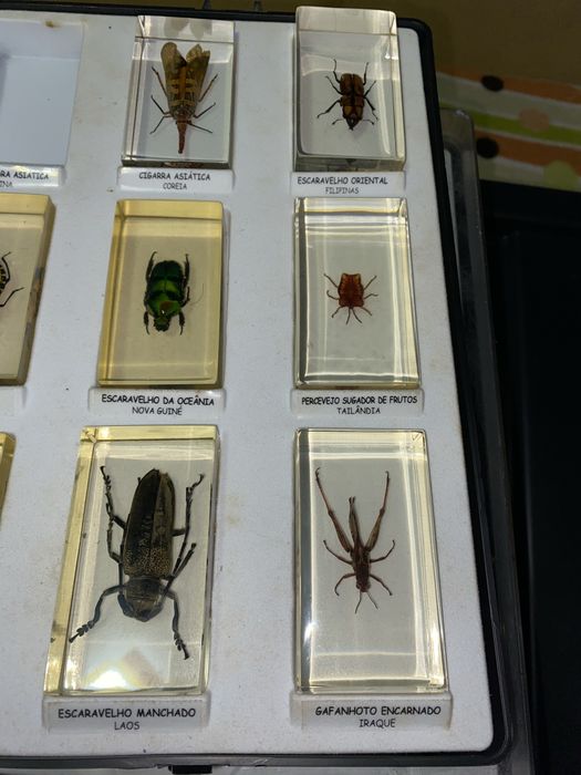Bichos em resina