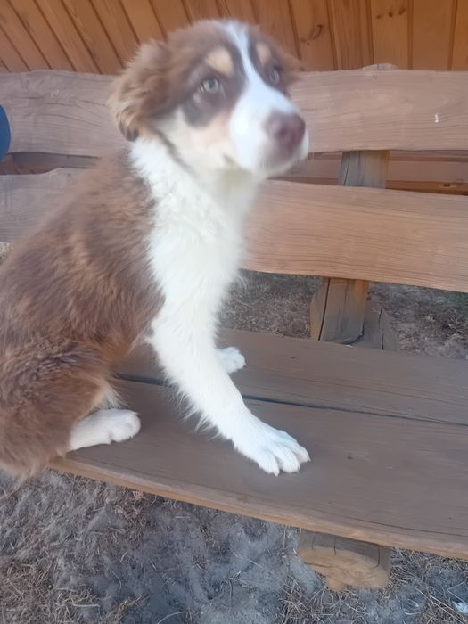 Suczka border collie