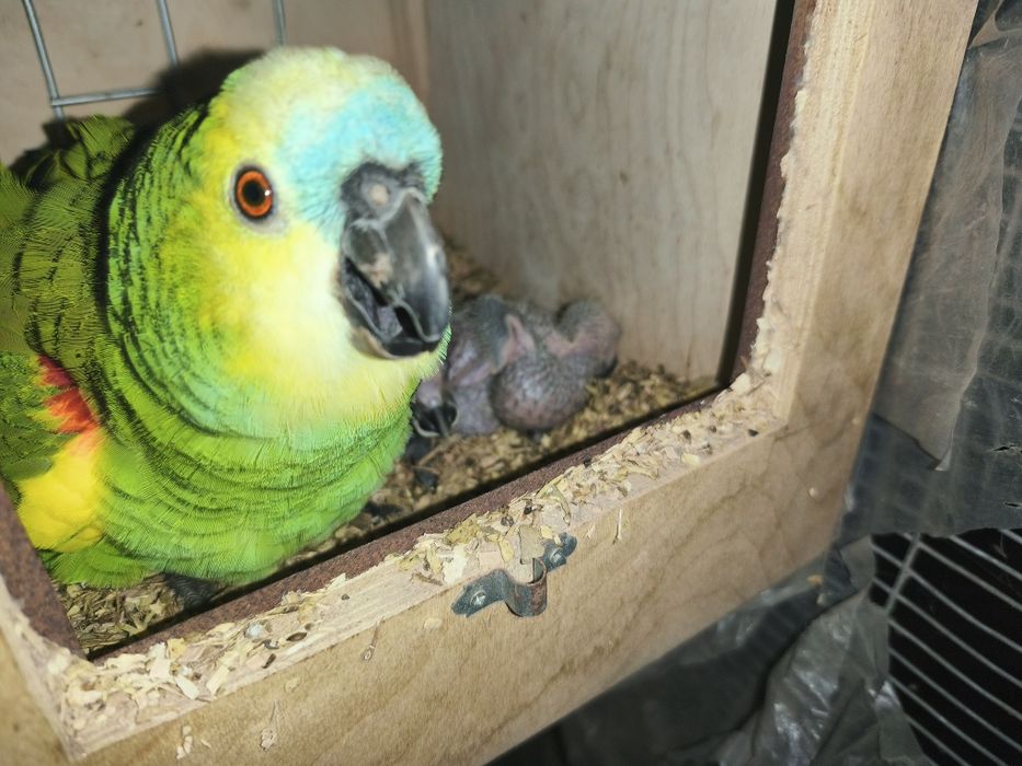 Casal amazonas aestivas criados pelos pais.