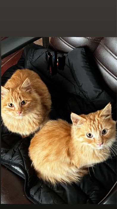 Котенята . Безкоштовно . Шукають дім